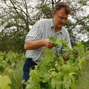 Daniel Le Conte des Floris dans ses vignes Daniel Le Conte des Floris dans ses vignes