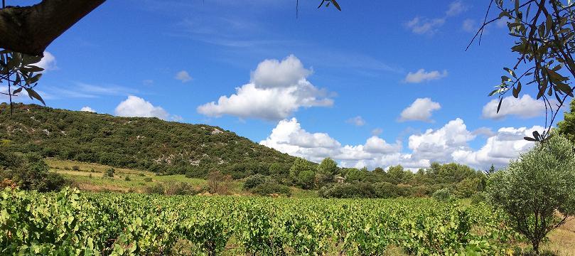 le-carignan-blanc-a